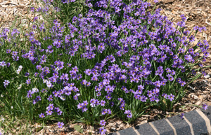 (Sisyrinchium) Blue Eyed Grass Care