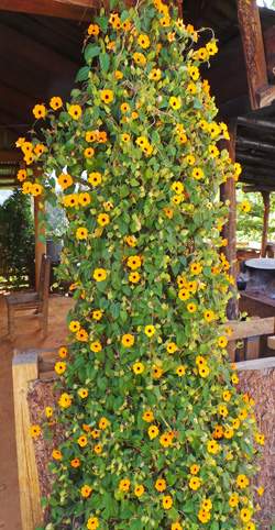 Black Eyed Susan Vine Pruning