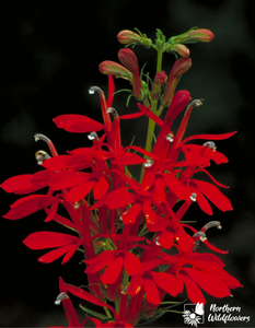 Lobelia Flower Meaning and Symbolism, Definition, Spiritual