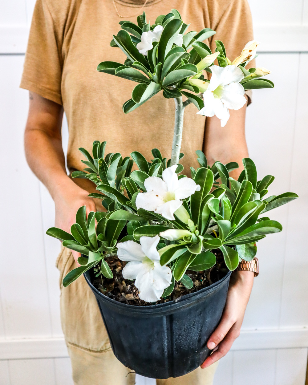 White Desert Rose Succulent