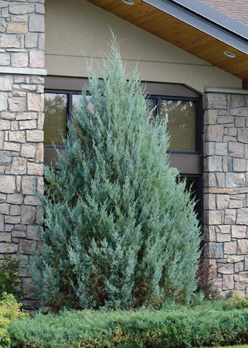 Wichita Blue Juniper – Care Guide, Propagation, Benefits