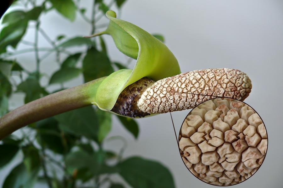 Do ZZ plants bloom flowers? (Rare, Poisonous, Smell)