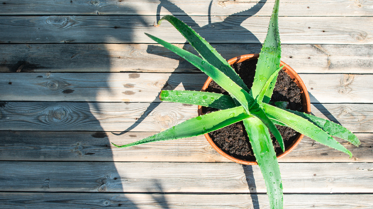 Is Aloe A Cactus? – (What is the Difference Between)