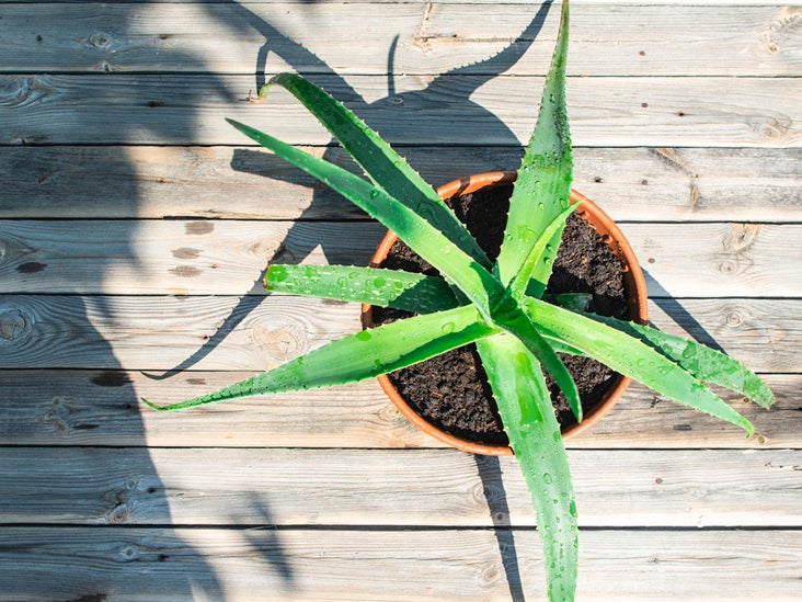 How Much Sun Does Aloe Need?