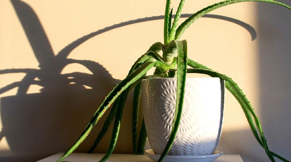 Droopy Aloe Plant – How Do You Fix Limp?(8 Causes)