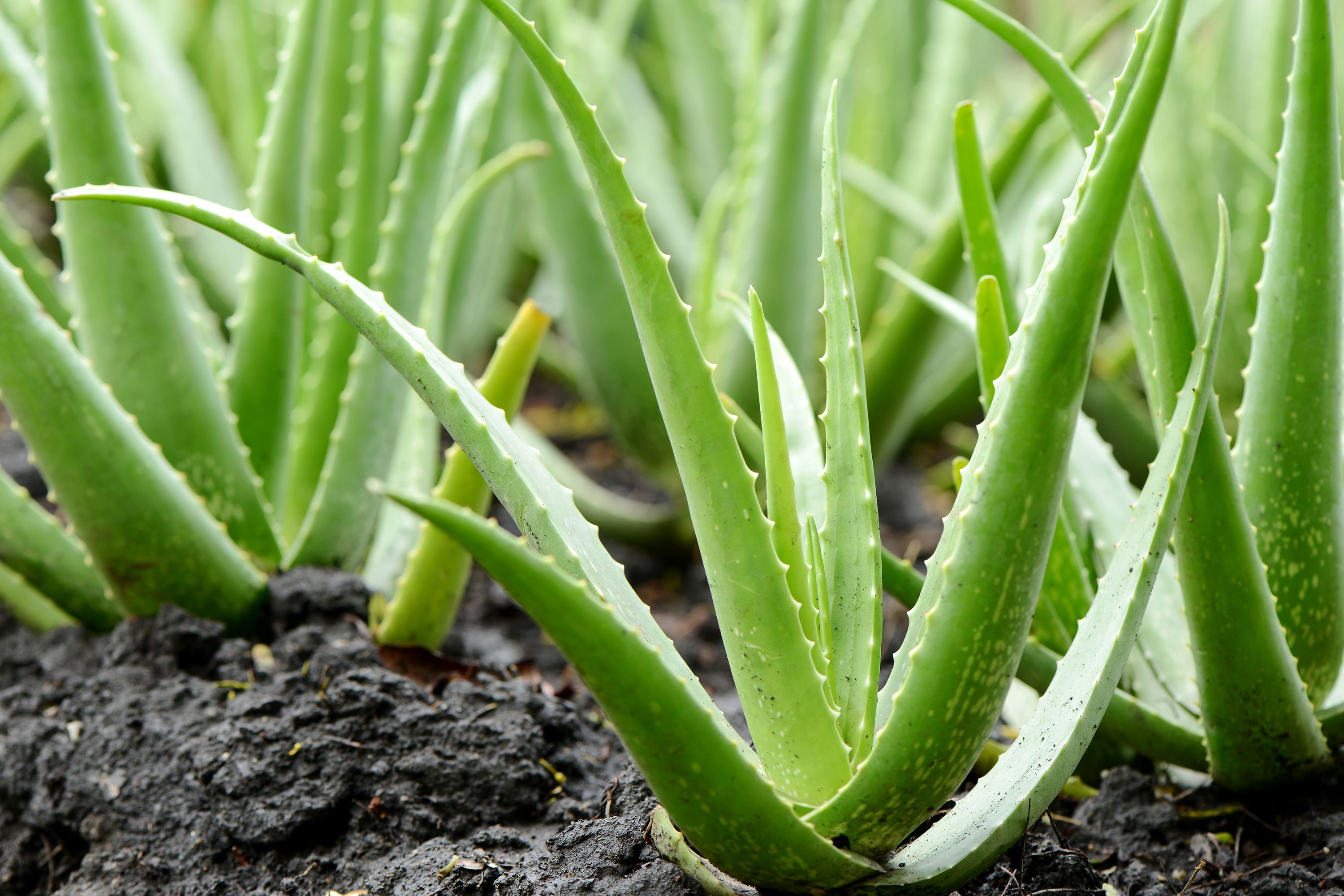 Is aloe vera part of the cactus?