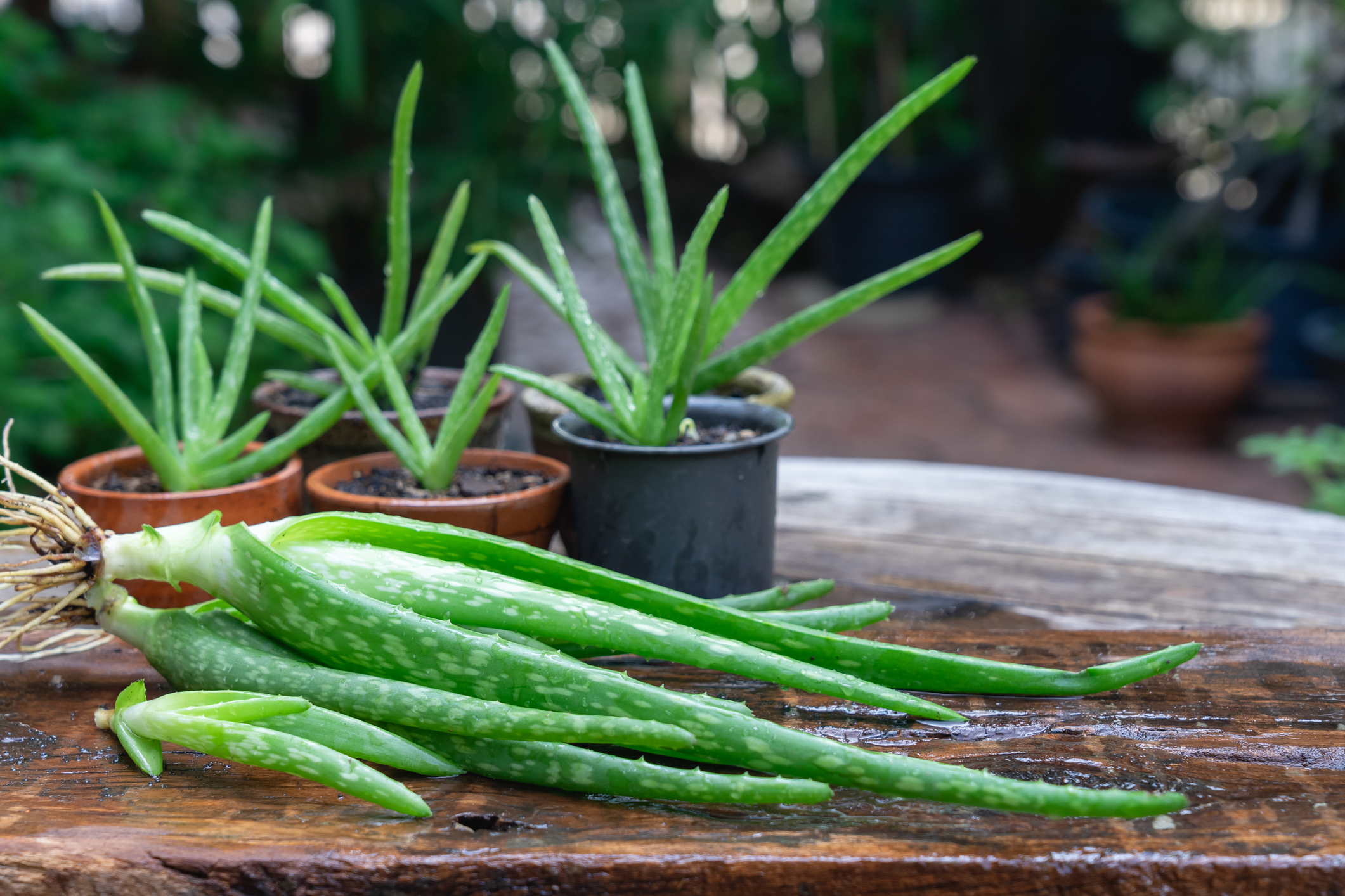 Aloe Vera Seedlings