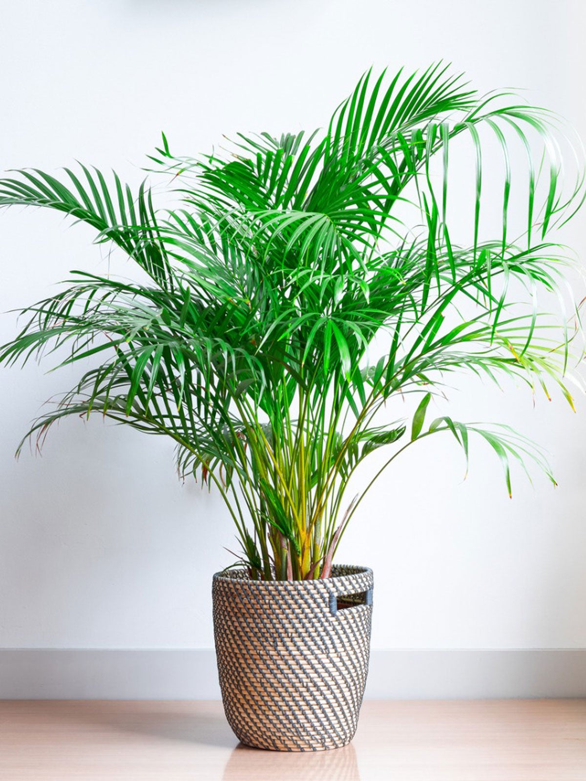 Areca Palm Florida – How do they Grow, Know USDA(Plant Guide)