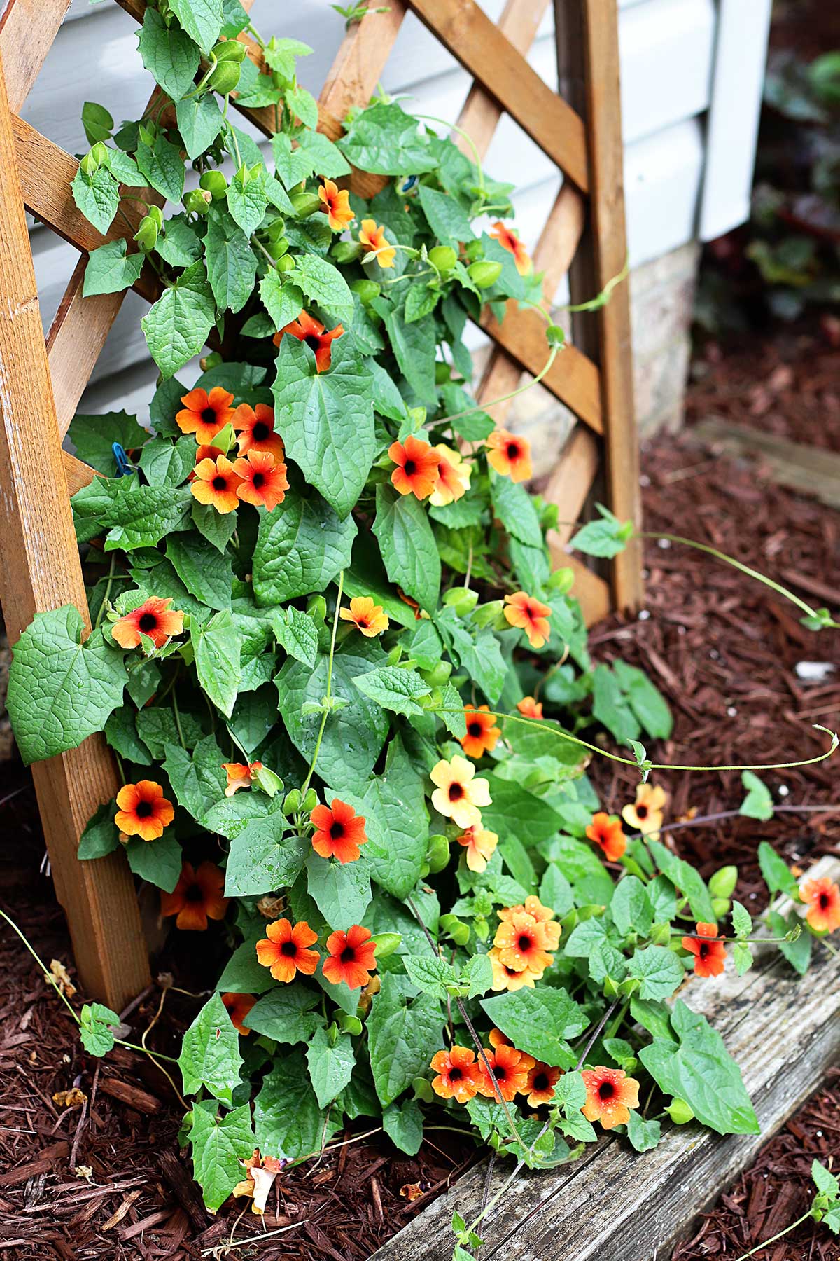 Black Eyed Susan Vine – Care, Propagation, Leaves Turning Yellow