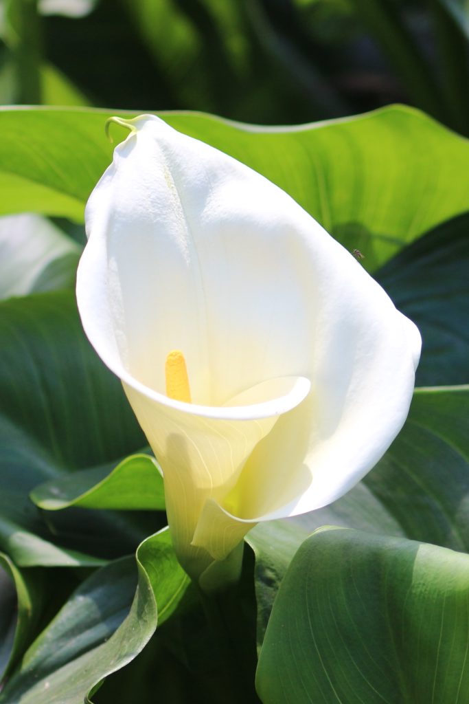 Deadhead Calla Lily – How and When to Cut Back