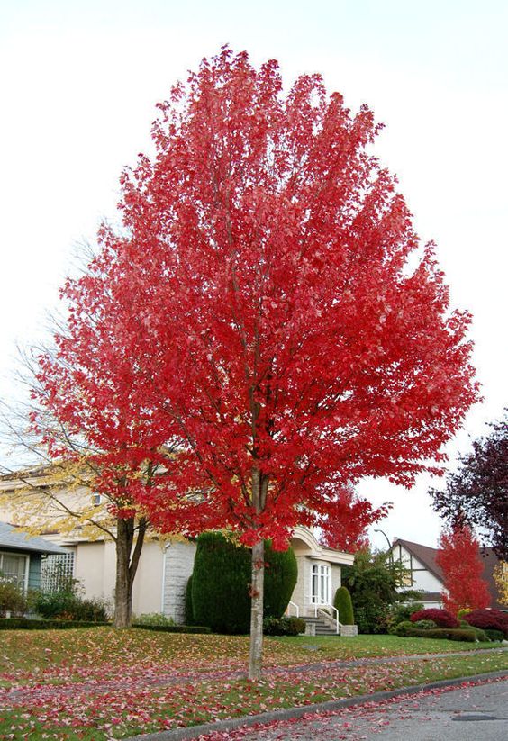 Autumn Blaze Maple – Grow, Care , Prune, Facts, Diseases [Full Info]