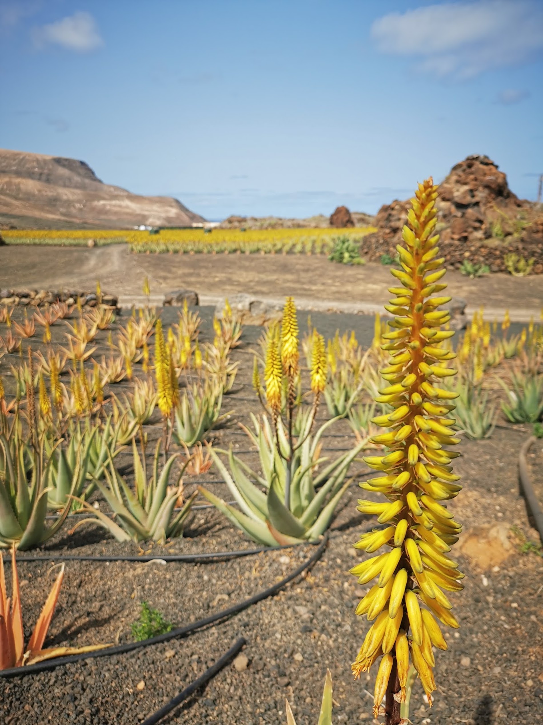 What are some of the benefits of Aloe Vera