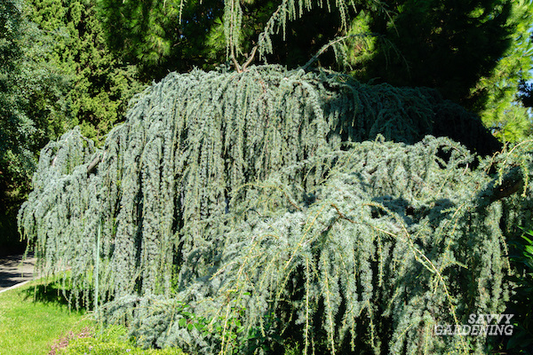 Blue Atlas Cedar Propagation