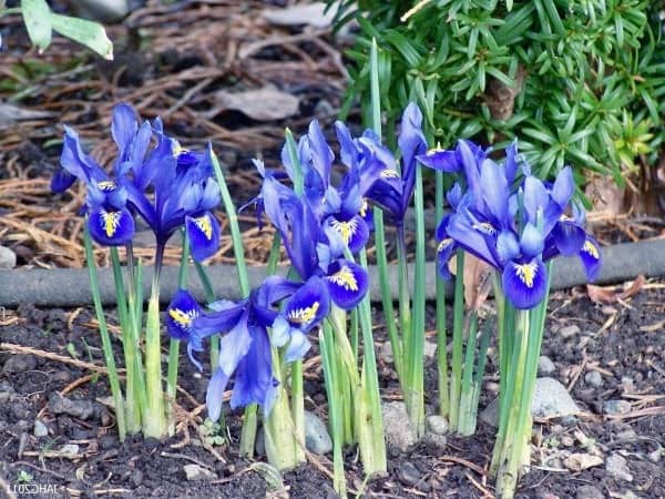 Harvesting Iris Seeds Pods