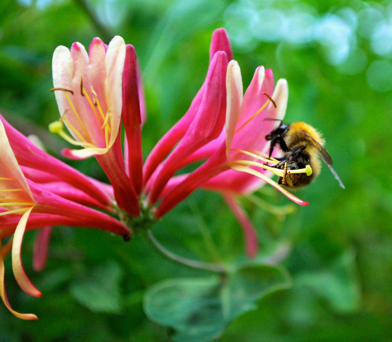 Types of Honeysuckle