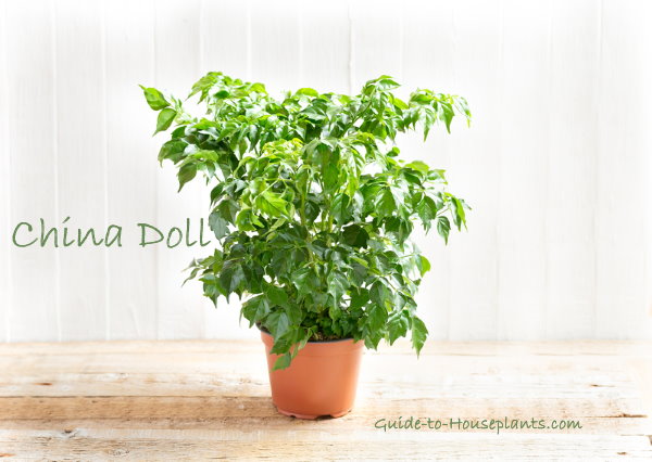 How do you care for a China doll plant?
