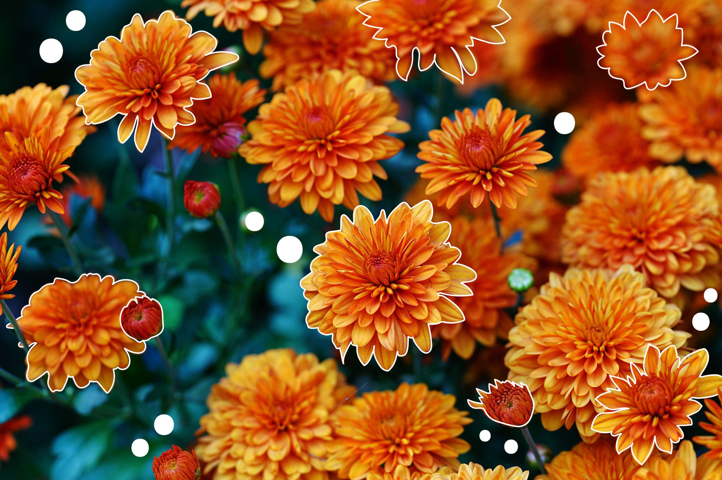 November Birth Flower Meaning What It Represents The Garden Hows