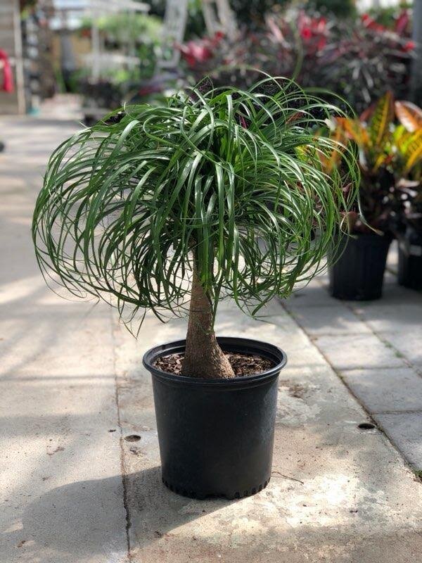 Ponytail palm top turned black Problem