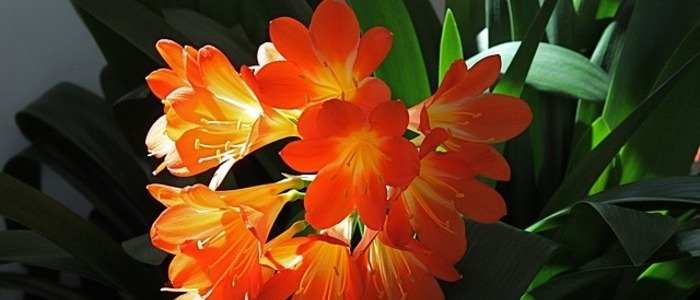 House Plants With Orange Flowers (List of Indoor Plants)