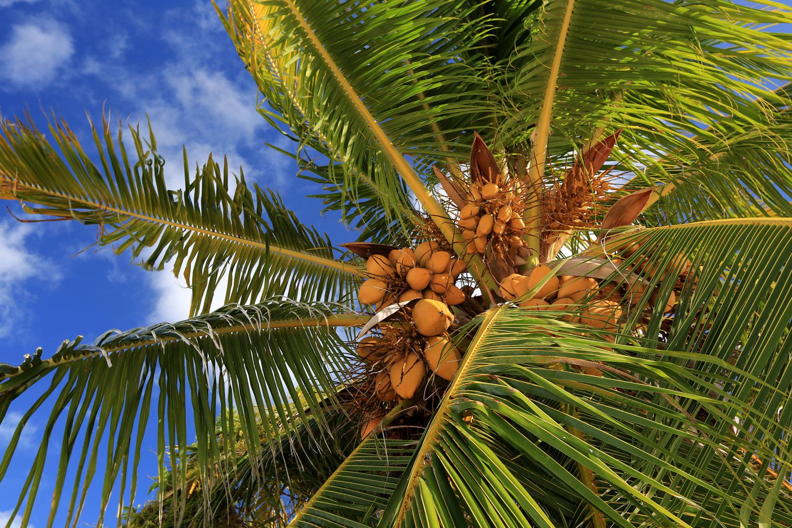 Coconut Trees vs Palm Trees ( Difference, How to Identify )