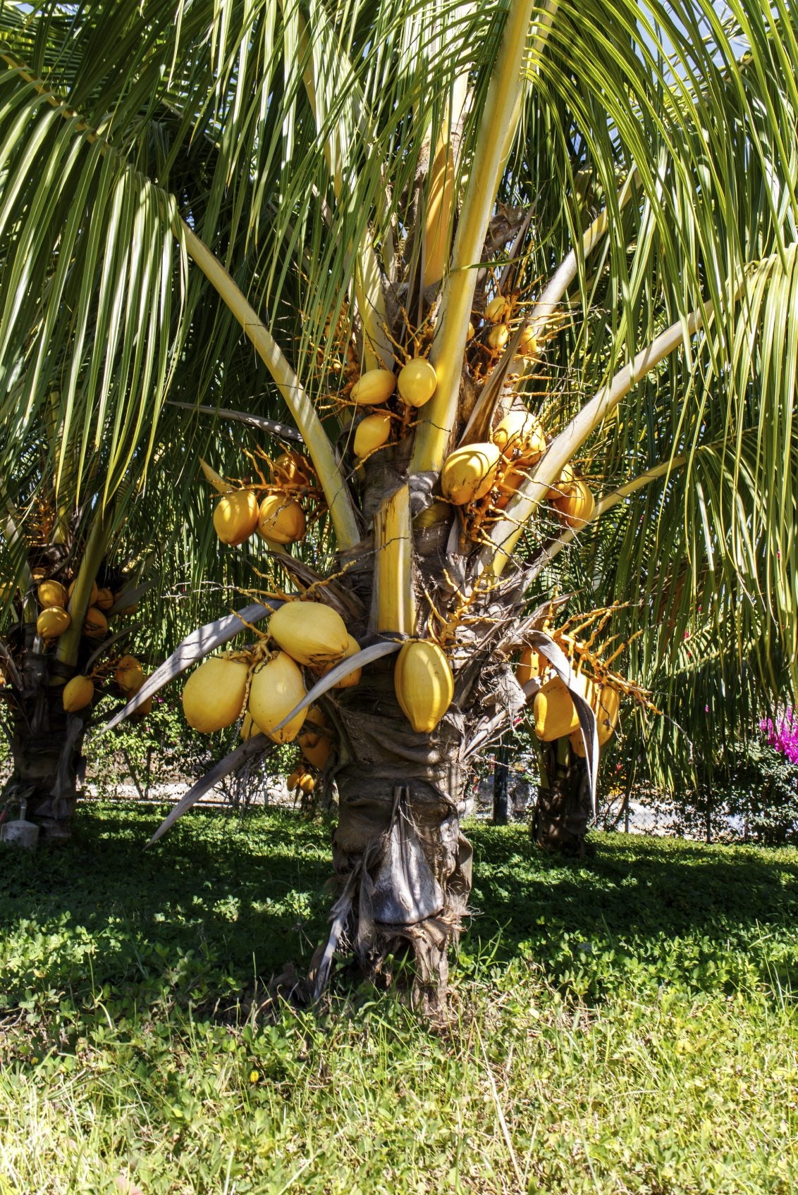 Identification of Coconut Trees vs Palm Trees