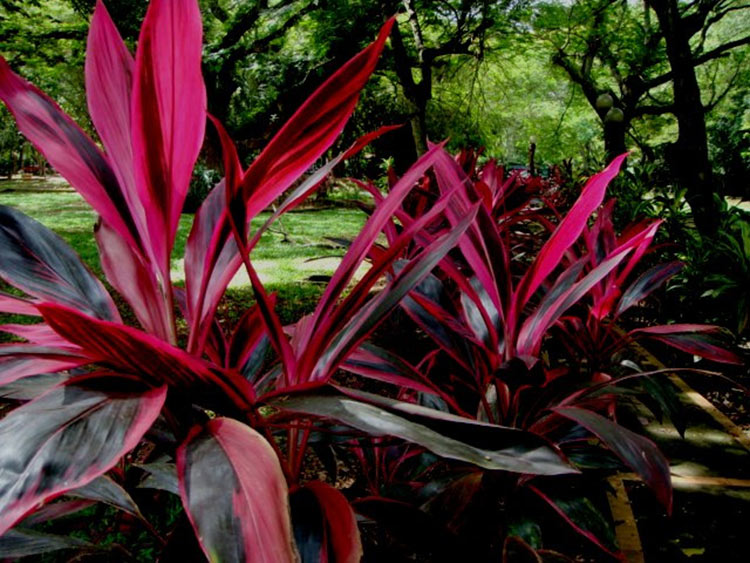 Can I cut the top off my Cordyline?