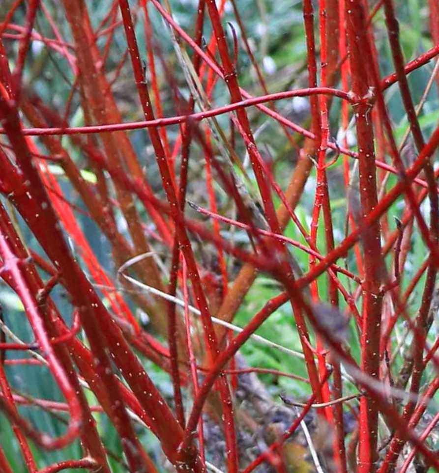 Red Twig Dogwood Propagation
