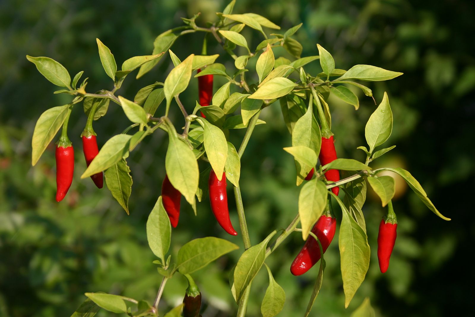 How to fix my pepper plant leaves curling?