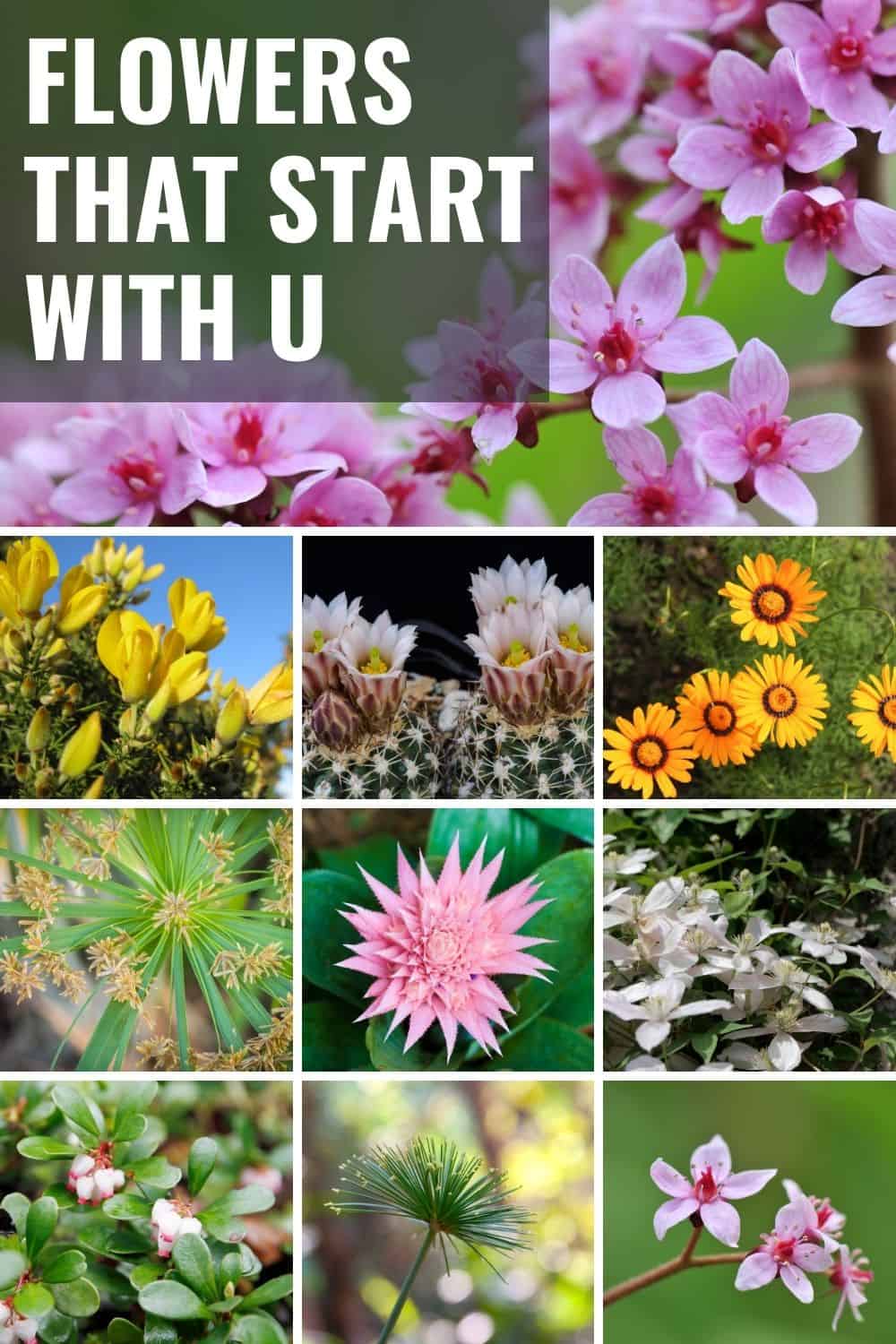 26 Flowers That Start With U and X, Desert Plants, Full List