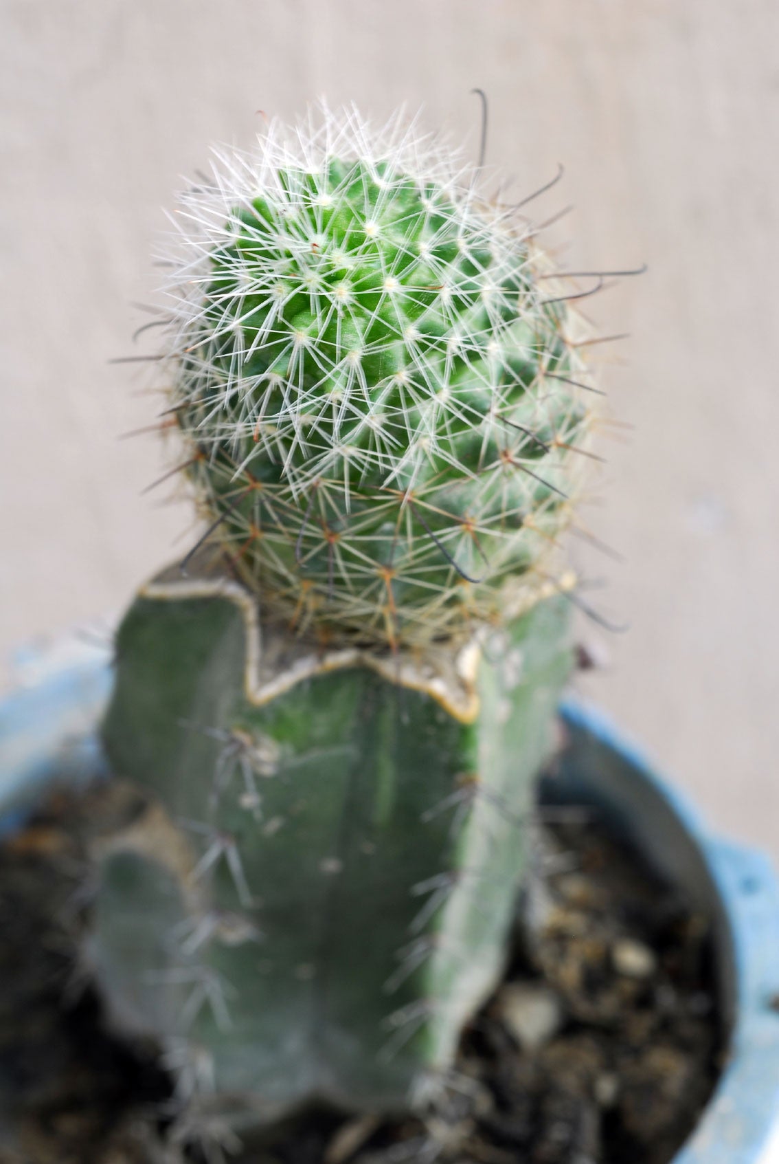 How to Graft Moon cactus