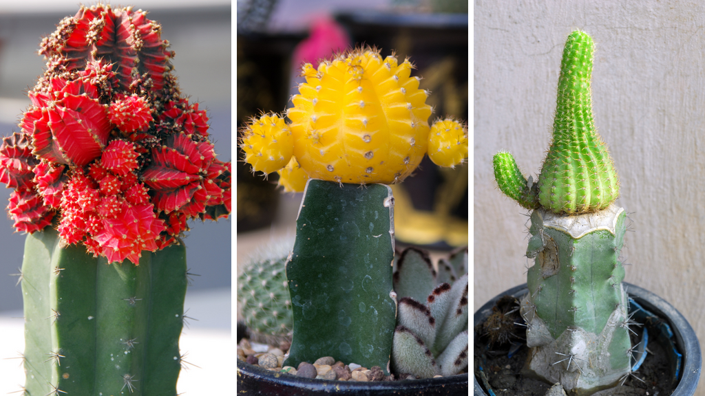 How to Graft Moon Cactus – Step By Step Guide