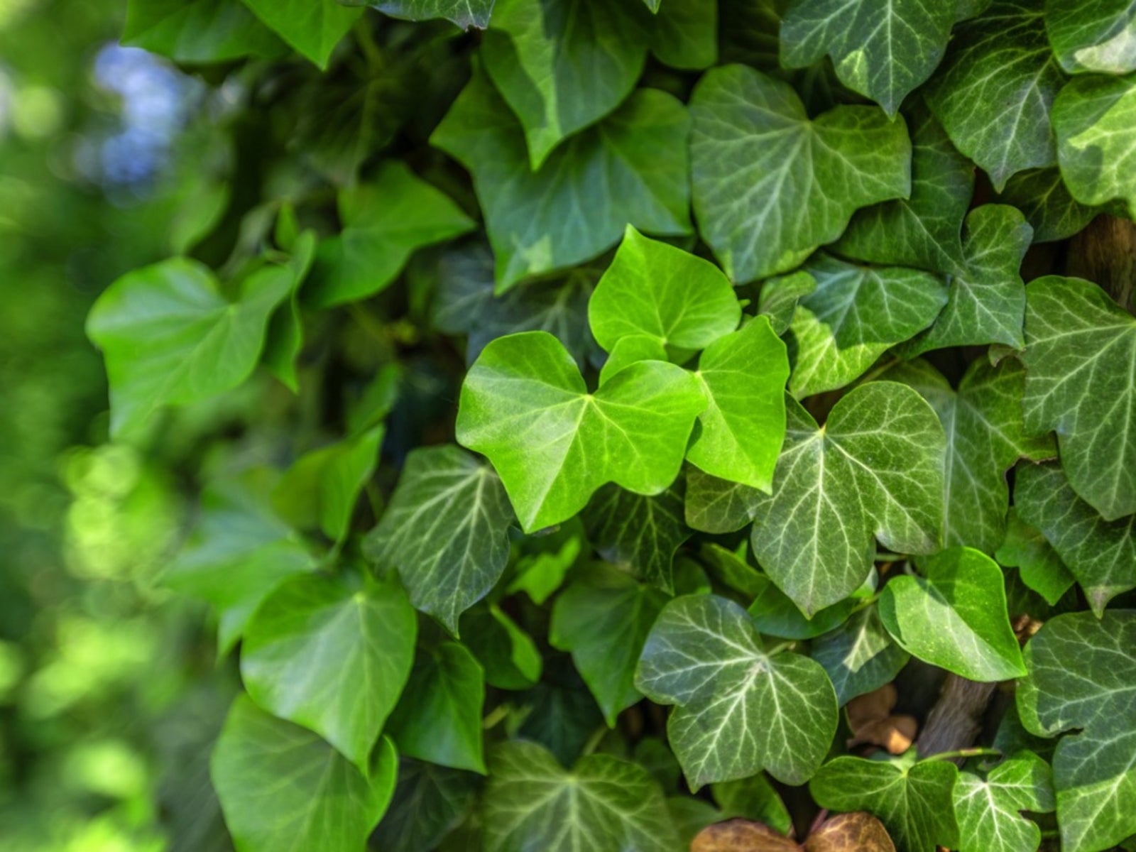 How Often Do You Water English Ivy? – (Requirement, Soil, Frequency)