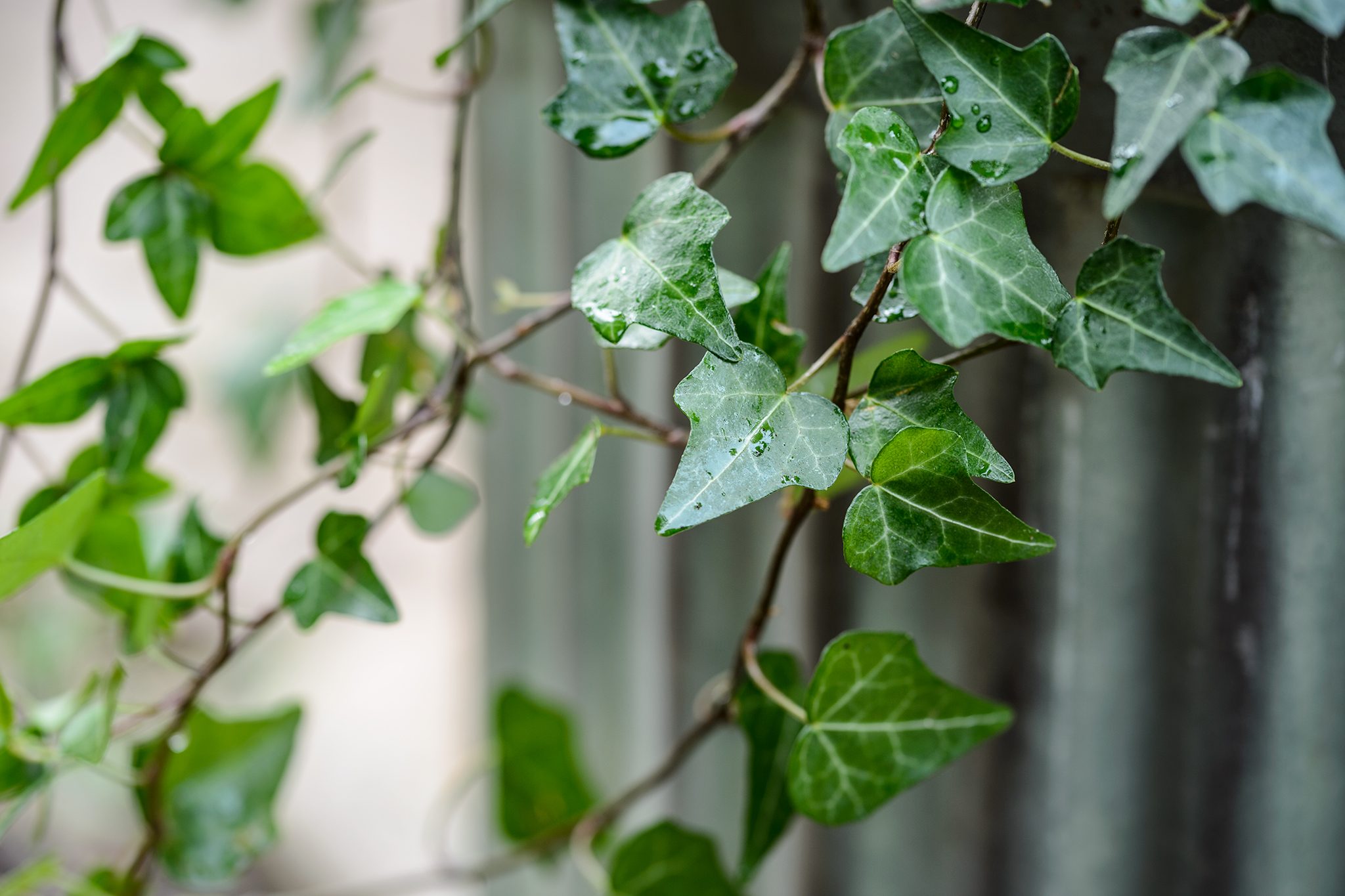 English Ivy Soil