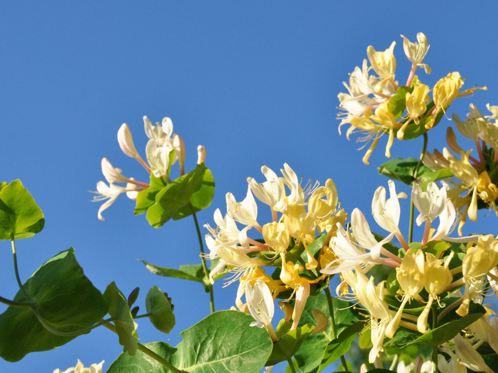 When does Honeysuckle Bloom in georgia