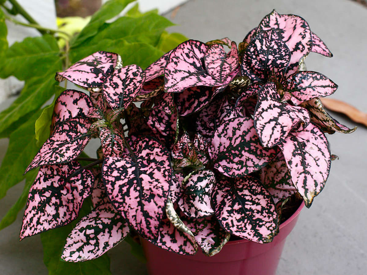 How do you care for Polka dot plants after leaf curling?