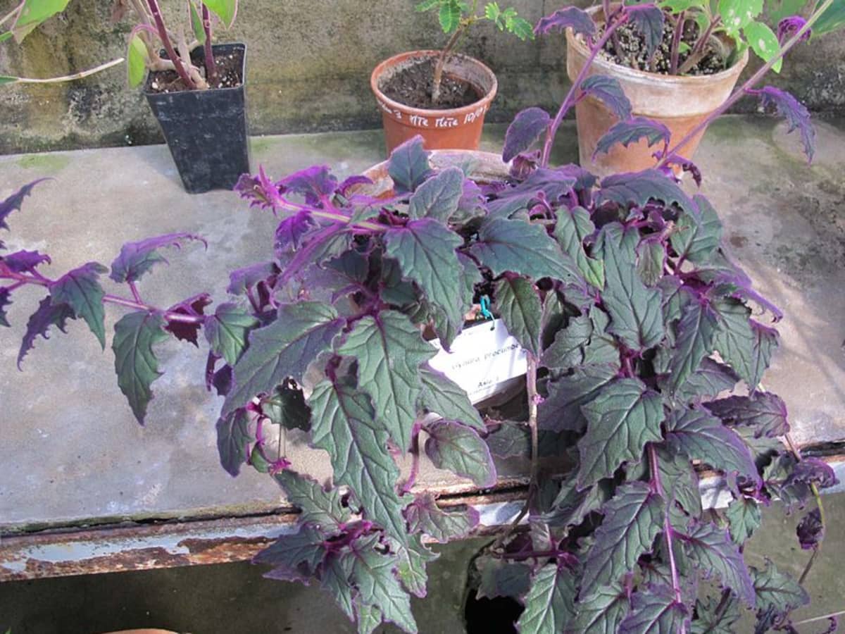 Purple passion plant seeds