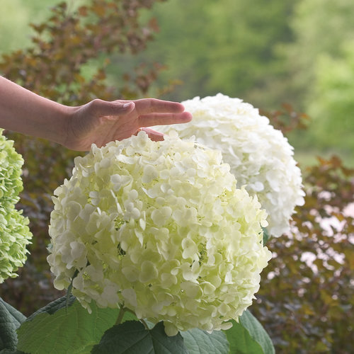 Why Hydrangea Leaves Turning Yellow – 8 Reasons and Solution(Full)
