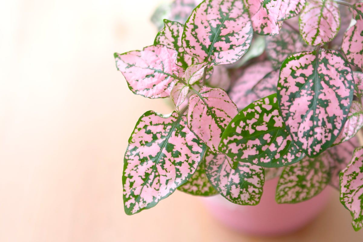How long do polka dot plants take to propagate?