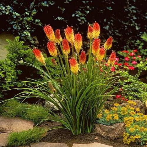 Best Location to grow Red hot poker plant