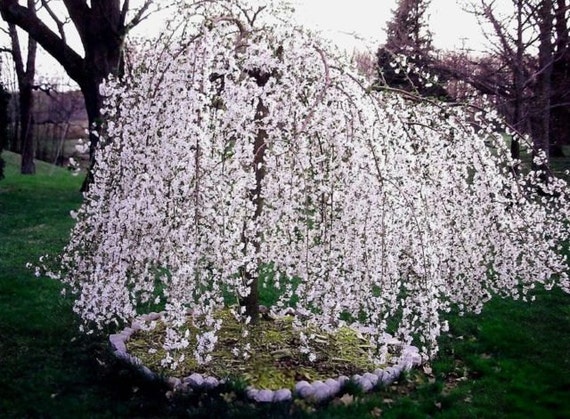 Weeping Cherry Tree – Care Tips, Fertilizer, Pruning, Intresting Facts