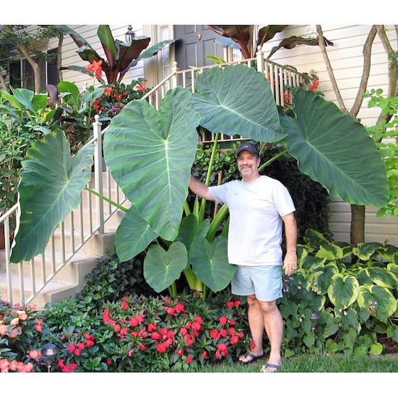 Elephant Ear Plant Broken Stem – Lets Fix It