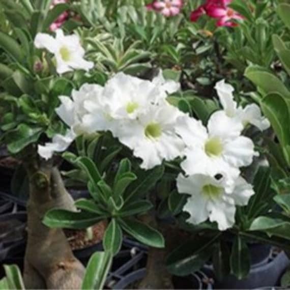 White Desert Rose – Variegated For Sale, Growing Caring Guide