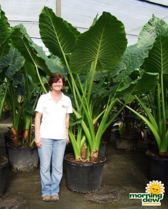 Do elephant ears take a lot of water?