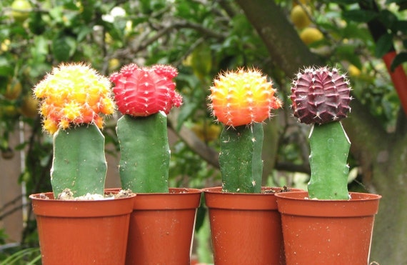 Moon cactus lifespan