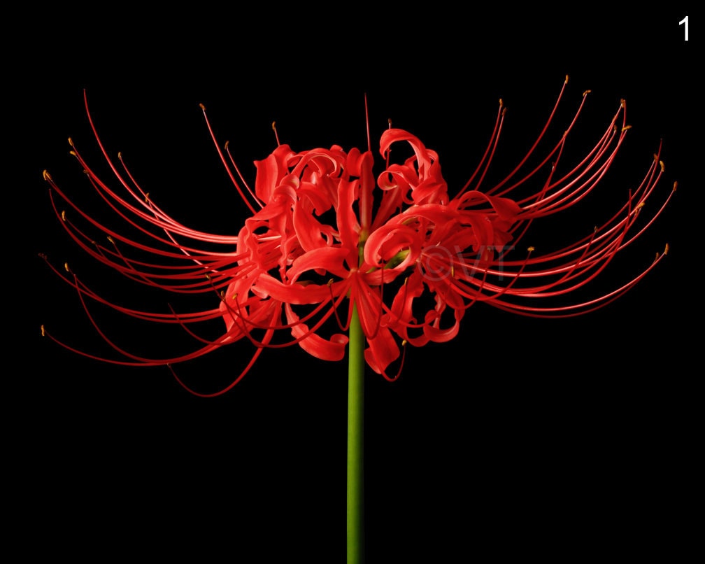 White Spider Lily (Everything About Lycoris Albiflora)