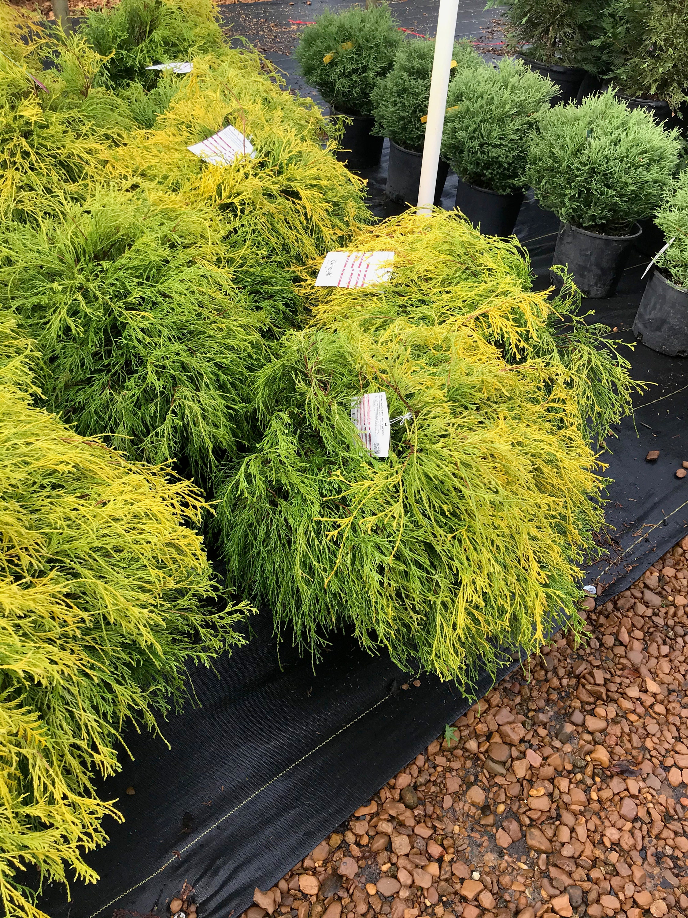Gold Mop Cypress Pruning – Cutting Small to Medium Sized Trees