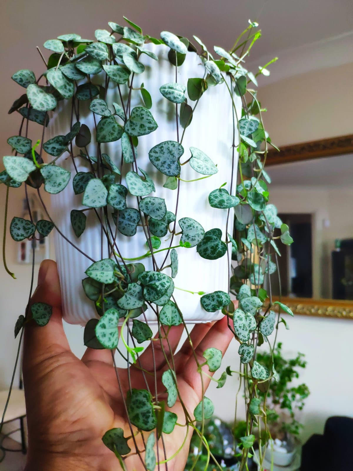 String of Hearts Grow Light  – Requirements (How Much Does it Need)