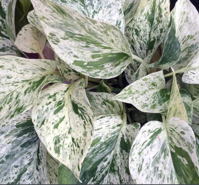 Snow Queen vs Marble Queen Pothos – Difference, Rare Variety