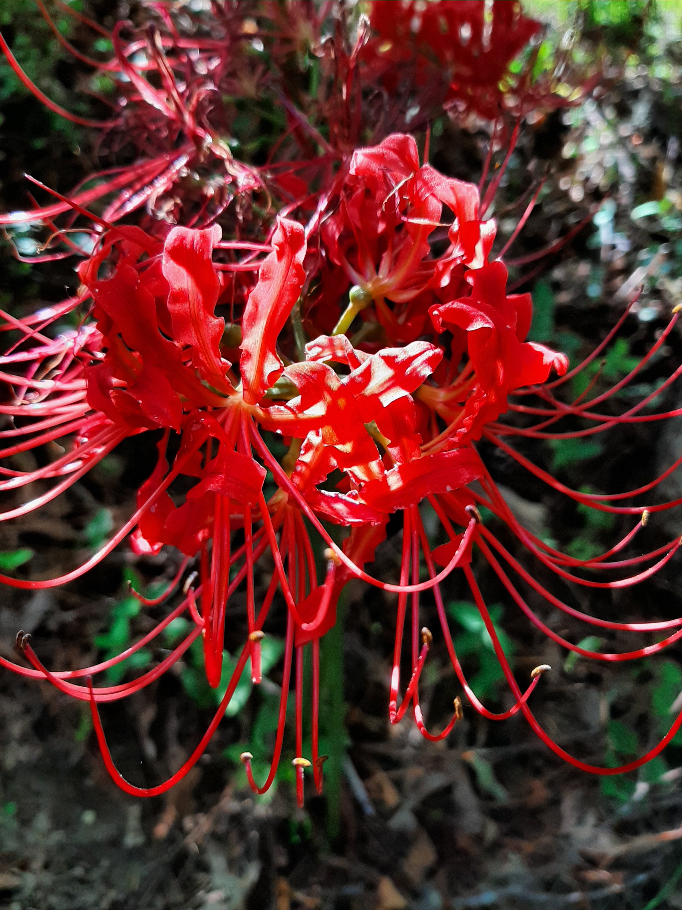 How to use red spider lilies in the garden?