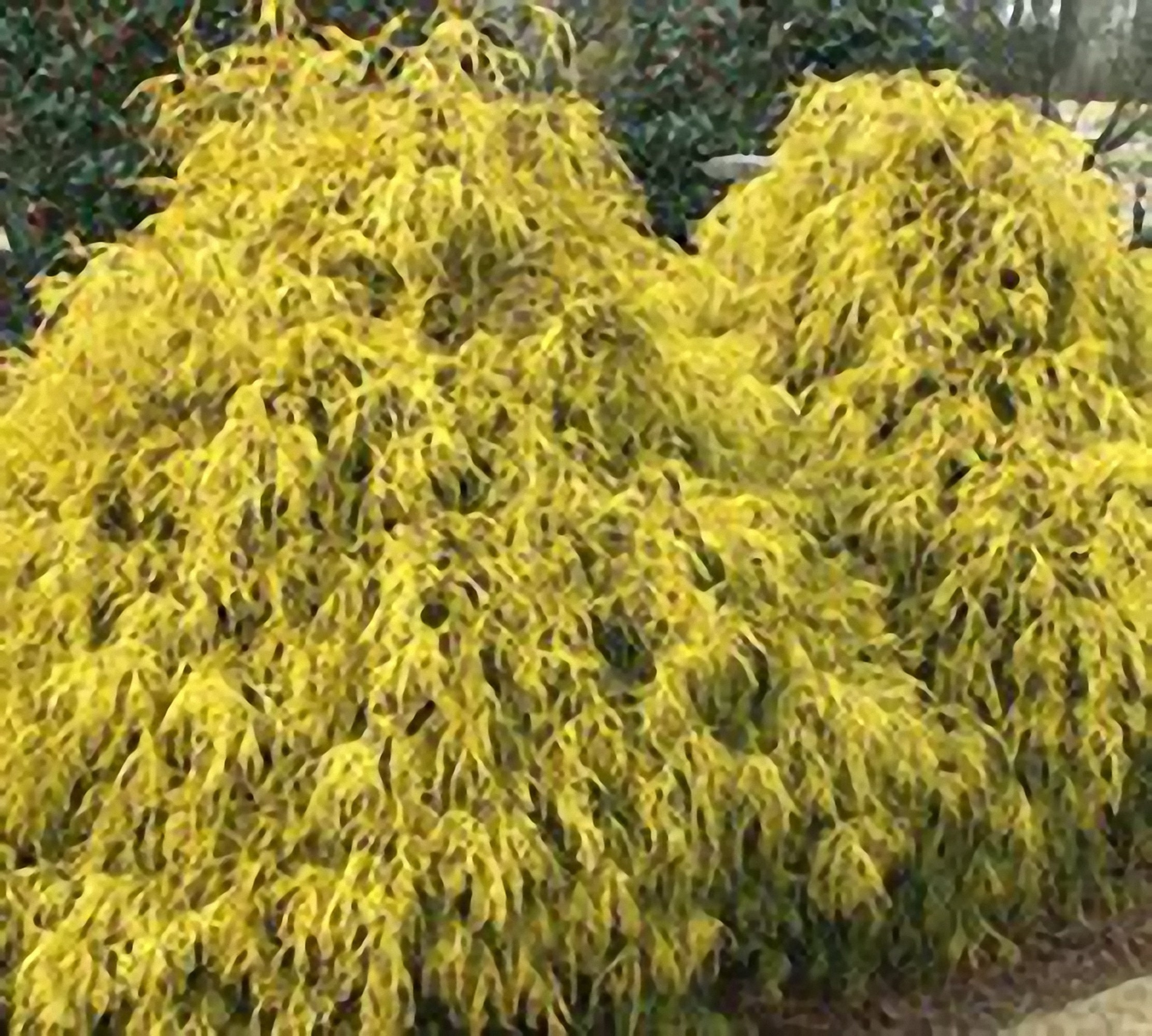 Golden Mop Cypress Size – How Big Does It Grow